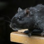 Why Are My Gerbils Suddenly Fighting?