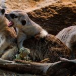 How A Gerbil Clan Works.