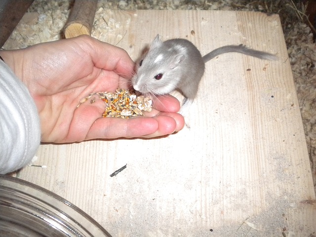 Gerbil Color Chart