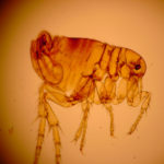 Can Gerbils Get Fleas?