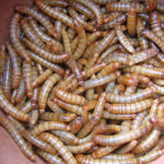 Do Gerbils Eat Mealworms?