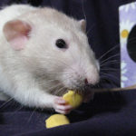 Cute Rat Eating a Treat