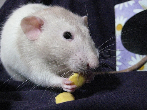 Cute Rat Eating a Treat