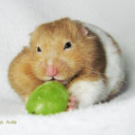 Mongolian Gerbil Vs Syrian Hamsters As Pets