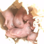 Syrian Hamster Babies