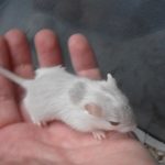 Gerbil Colors - Sapphire