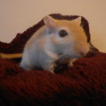 Are gerbils noisy