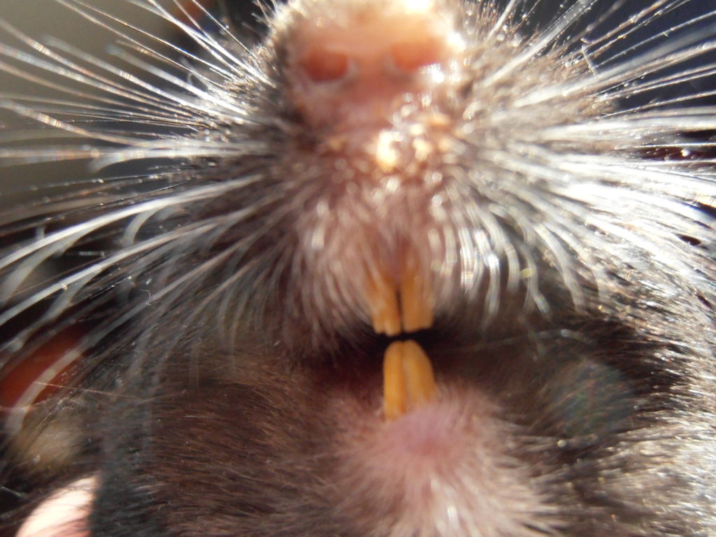 Gerbil Normal Teeth