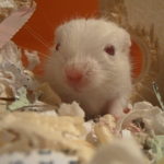 Gerbil Colors - Dove