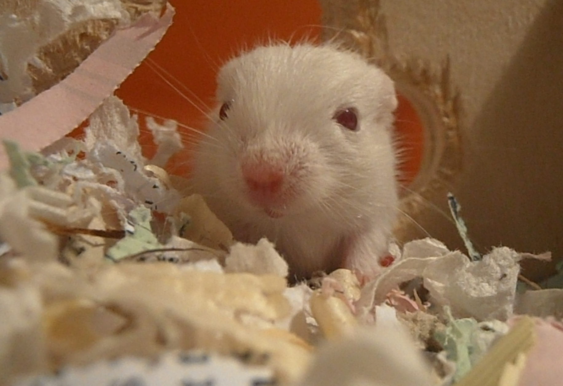 Gerbil Color Chart