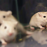 Mongolian Gerbil Vs Duprasi (aka fat-tailed gerbils - but also aka 'doops')