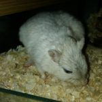 Older Gerbils