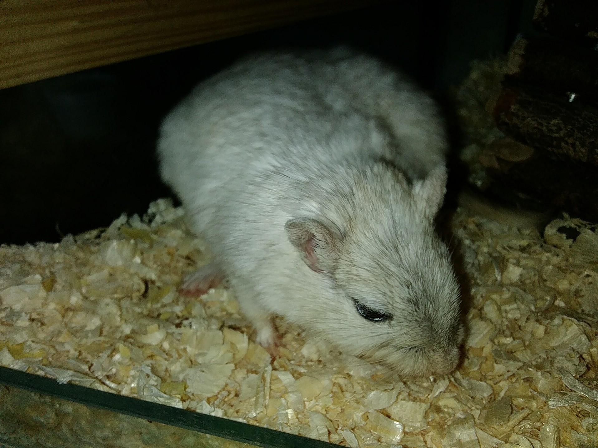 Older Gerbils