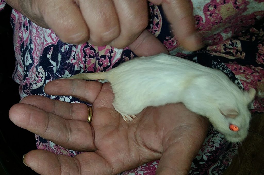 Gerbil with Red Eyes