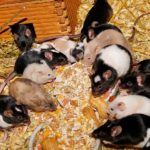 Mongolian Gerbils Vs Fancy Mice As Pets