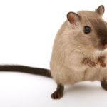 Gerbil Colors - Burmese