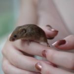 Harvest Mice As Pets