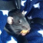 Can Rats Eat Peanuts?