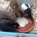 What Are The Best Rat Treats?