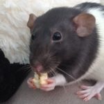 Cute Rat Face