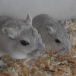 Pair Of Male Gerbils