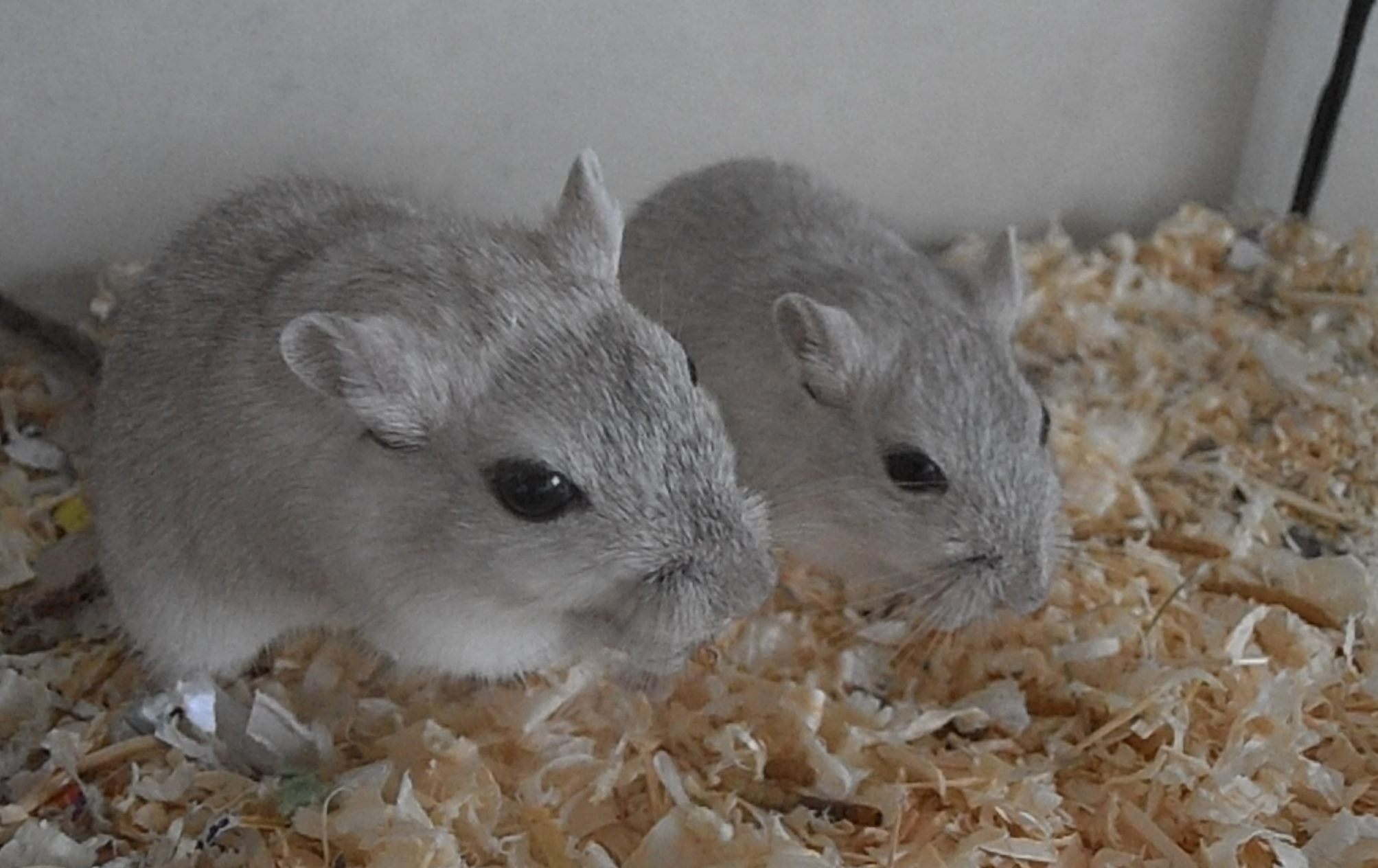 Pair Of Male Gerbils