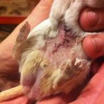 Gerbil Scent Gland Tumour - Surgery Or No Surgery?