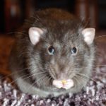 Crazy-looking brown rat