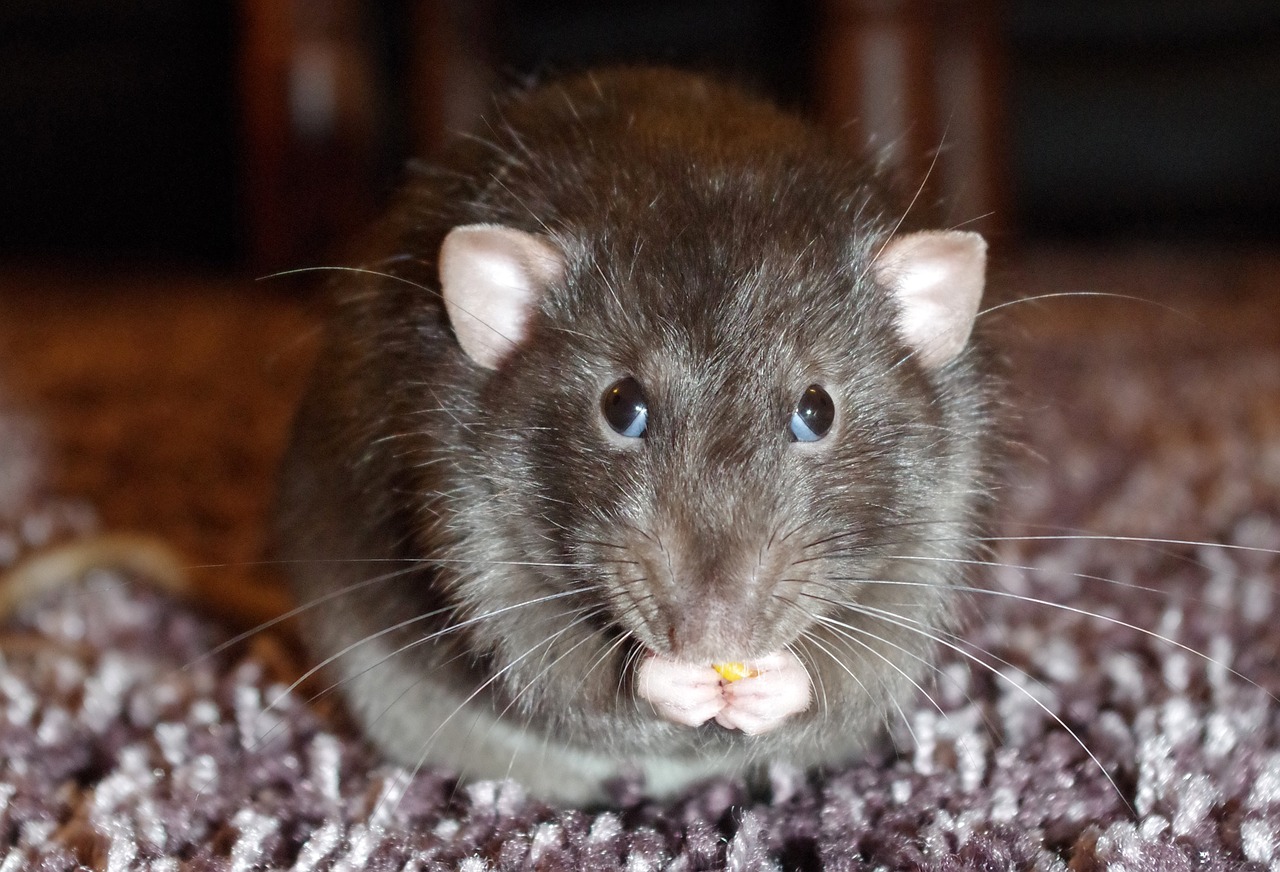 Crazy-looking brown rat