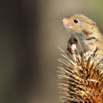 What Do Harvest Mice Eat?