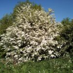Foraging For Rodents - Spring Trees