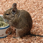 Degu Facts - Breeding And Genetics Glossary