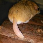 Fat-Tailed Gerbil