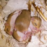 Duprasi Gerbil Breeders - UK
