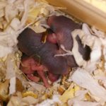Baby Fat-Tailed Gerbils