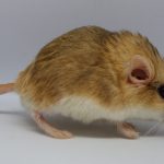 Duprasi Breeders In The UK - Breeder Special