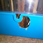 How To Catch An Escaped Gerbil - The Best Way...
