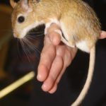 Persian Jirds - Breeding And Genetics Glossary
