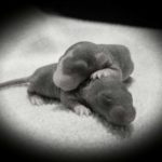 Rat Breeders - West Midlands - Tribe of Rats