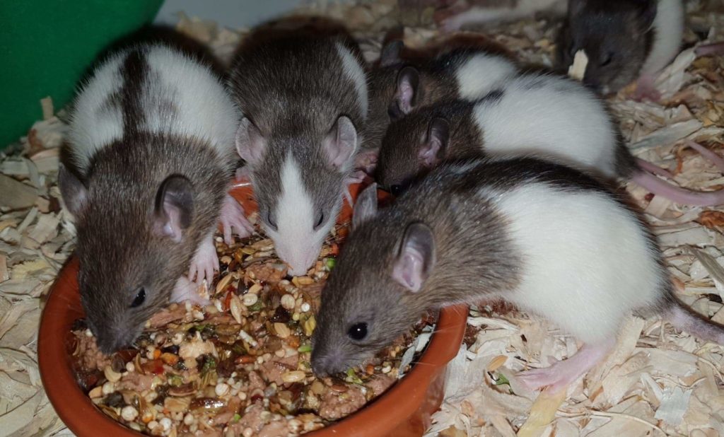 Group of rats feeding from a dish