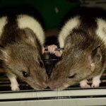 Best Way To Introduce Rats - Tribe of Rats