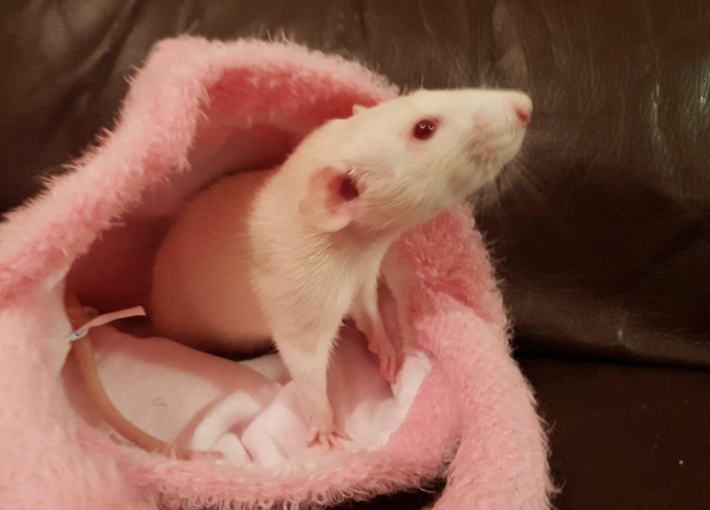 Cute dumbo rat in cosy pink bed