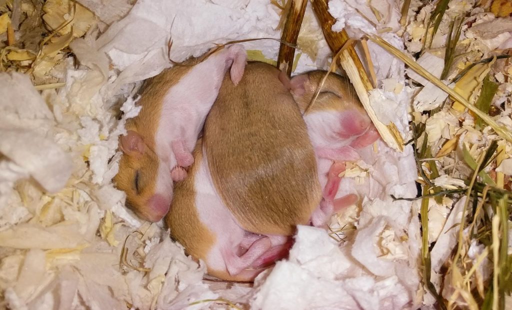 Fat-Tailed Gerbil Pups