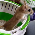 Are Persian Jirds Friendly?