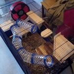 Best Cages For Persian Jirds
