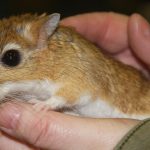 Persian Jird Breeders UK