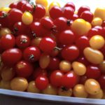 Gerbils Eat Tomatoes