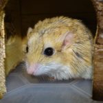 Duprasi - Fat tailed Gerbil