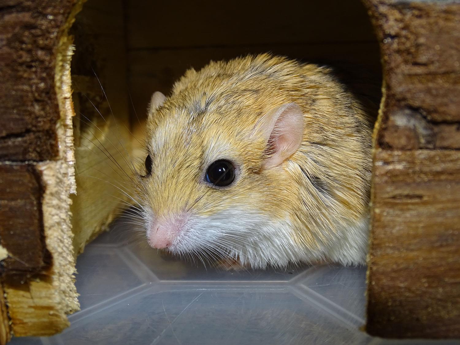 Duprasi - Fat tailed Gerbil