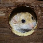 Doop Nest